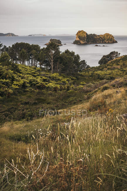 Ландшафт зеленого поля і скель, переповнених деревами з морським і небесним видом на півострові Коромандел в Новій Зеландії. — стокове фото