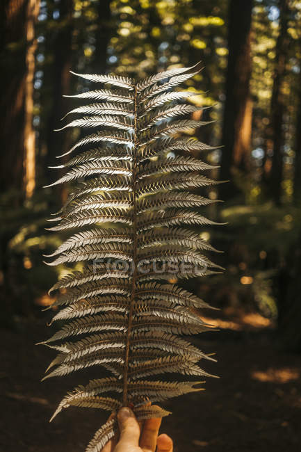 Persona mano che tiene fronda con grandi alberi su sfondo sfocato a foresta di legno rosso della Nuova Zelanda — Foto stock