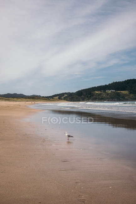 Paisaje de gaviota en la playa de arena con exóticas montañas verdes y cielo azul en la península de Coromandel, Nueva Zelanda - foto de stock