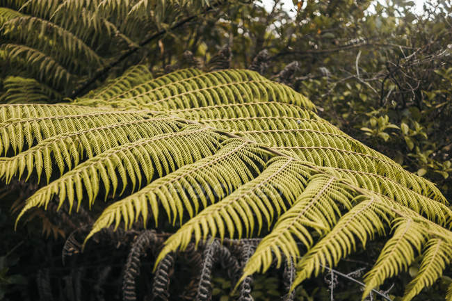 Grandes hojas verdes de helechos tropicales con vegetación salvaje de la selva de la península de Coromandel, Nueva Zelanda - foto de stock