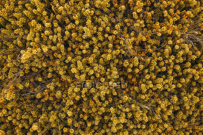 From above and close-up of orange exotic densely growing plants at New Zealand — Stock Photo