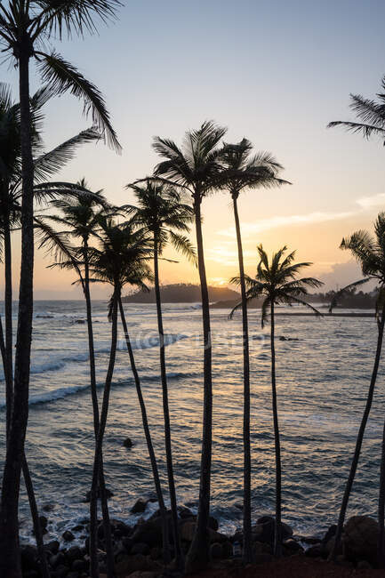 Exótico océano arenoso colina con palmeras - foto de stock