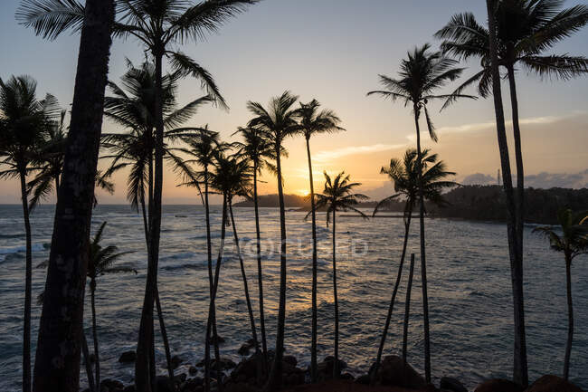 Oceano esotico collina sabbiosa con palme — Foto stock