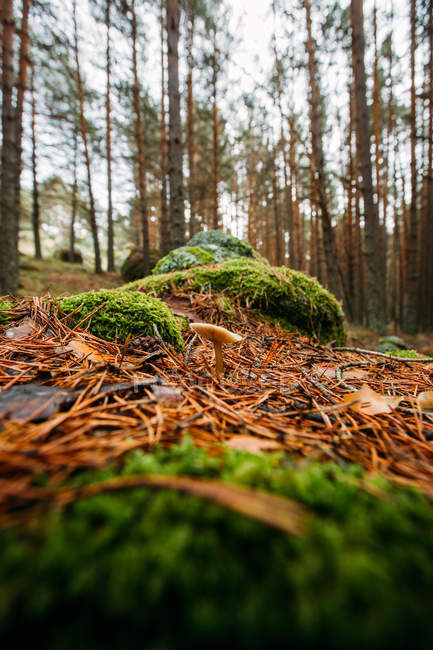 Seta silvestre creciendo en bosque de pino de montaña - foto de stock