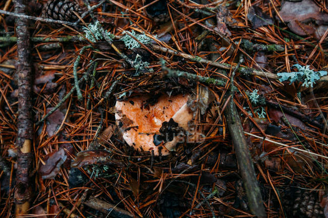 Champiñón fresco con tapa de leche de azafrán que crece en el suelo del bosque en madera de pino - foto de stock