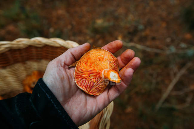 Man holding in hand saffron milk cup mushroom in pine forest — Stock Photo
