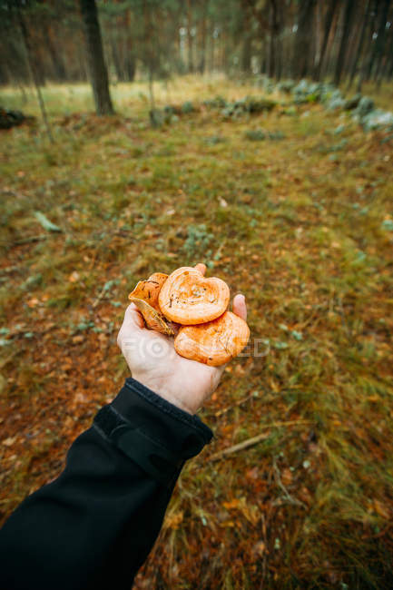 Homme tenant à la main des champignons safran tasse de lait dans la forêt de pins — Photo de stock