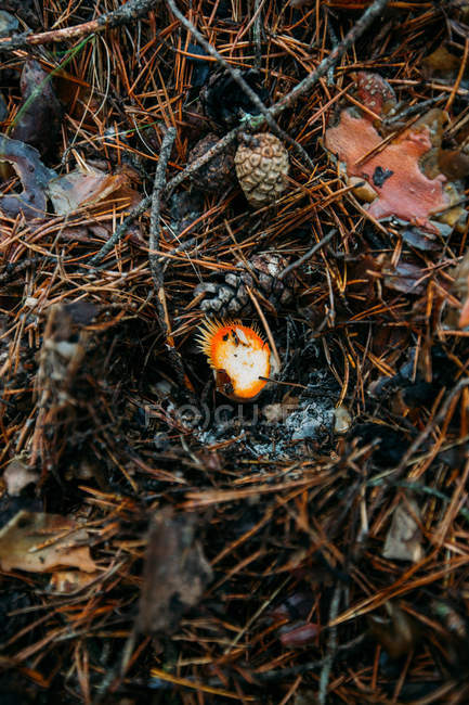 Wild mushroom growing in mountain pine forest — Stock Photo