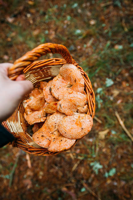Person hand holding basket full of saffron milk cup mushrooms in pine forest — Stock Photo