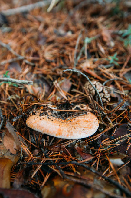 Cogumelo fresco do gorro do leite do açafrão que cresce no assoalho da floresta no pinhal — Fotografia de Stock