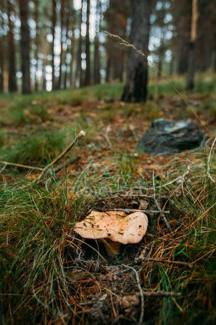 Frischer Safran-Milchkappenpilz, der im Gras im Kiefernwald wächst — Stockfoto
