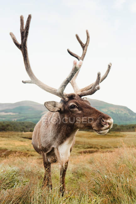 Majestätischer Rothirsch auf braunem Feld mit Bergen am bewölkten Tag in Schottland — Stockfoto