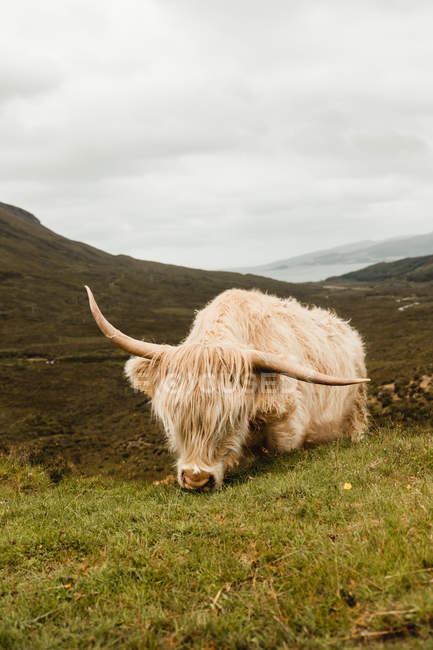 Highland cattle cow grazing on green hills in Scotland — Stock Photo