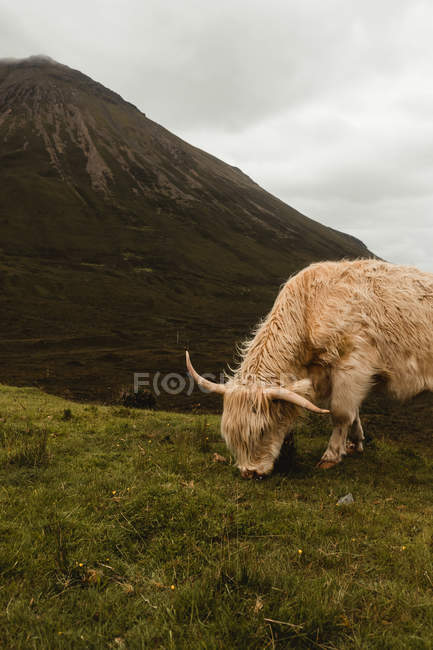Вид сбоку на бежевую нагорную корову, пасущуюся на горных вершинах Шотландии — стоковое фото