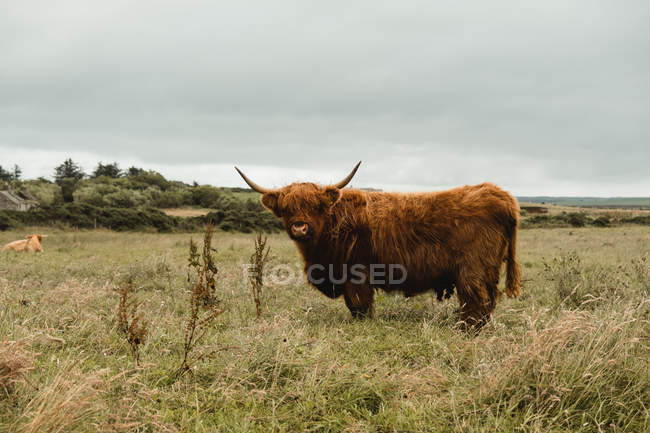 Highland cattle cow grazing in green grassland at foot of mountains — Stock Photo