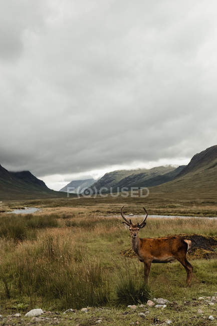Прекрасный олень на травянистом пастбище Шотландии — стоковое фото