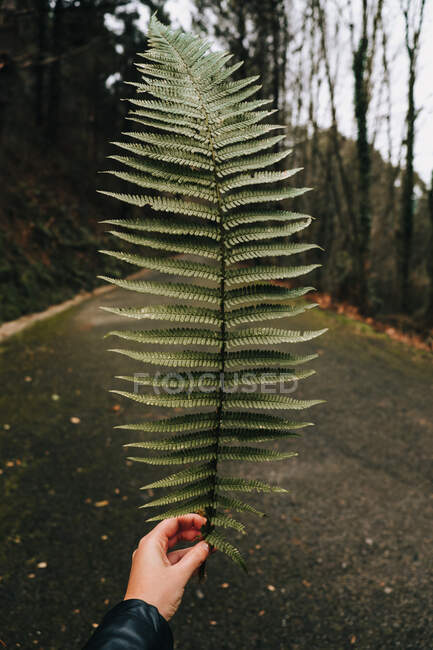 Pessoa de colheita segurando enorme folha verde de samambaia contra estrada de asfalto vazia entre floresta densa turva com árvores nuas durante o dia — Fotografia de Stock