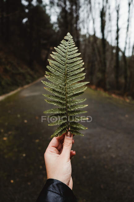 Зелений папороть на фоні порожньої дороги і похмурого лісу — стокове фото