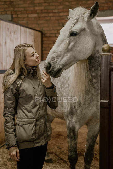 Vista laterale della donna bionda dai capelli lunghi che alimenta cavallo grigio ananas con criniera bianca in stalla — Foto stock