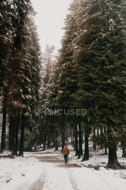 Обратный вид человека, идущего в одиночестве по узкой снежной дороге среди леса с большими соснами в облачный зимний день — стоковое фото