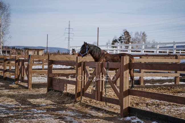 Cavalo castanho em snaffle atrás de cerca de madeira — Fotografia de Stock