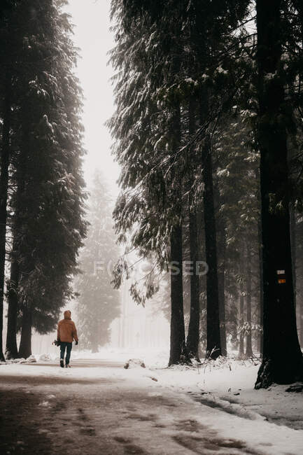 Persona caminando por un camino nevado en el bosque - foto de stock