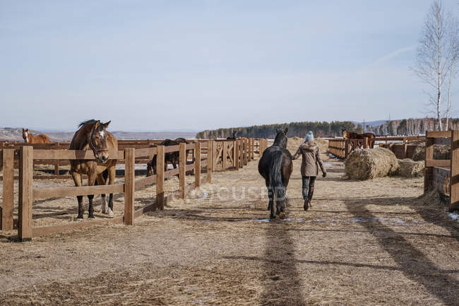 Back view of luxurious horse in snowy yard and woman in warm hat and jacket walking in bright cold daytime — Stock Photo