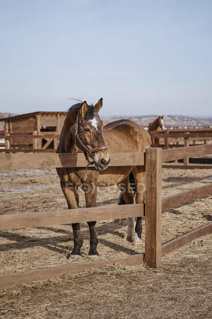 Large brown horse with white spot in forehead in bridle at hippodrome with wooden fence — Stock Photo