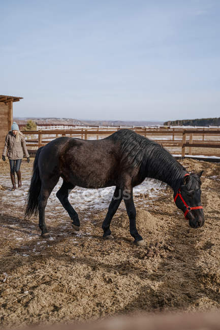 Braunes Pferd in Trense hinter Holzzaun — Stockfoto