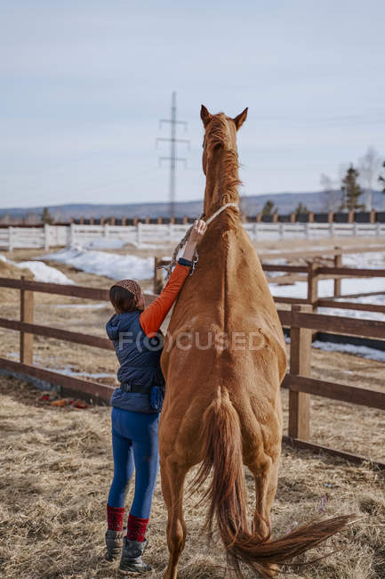 Працівник піклується про коричневого коня на відкритому подвір'ї — стокове фото
