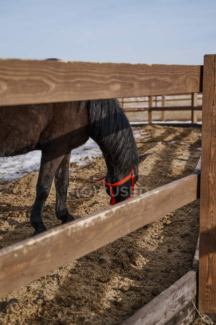Cavallo marrone in snaffle dietro la recinzione di legno — Foto stock