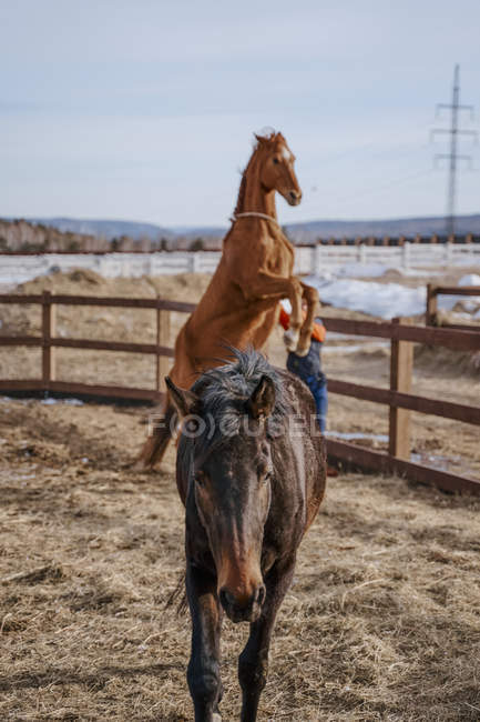 Lavoratore che si prende cura di cavallo marrone in cortile aperto — Foto stock