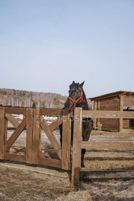 Brown horse in snaffle behind wooden fence — Stock Photo