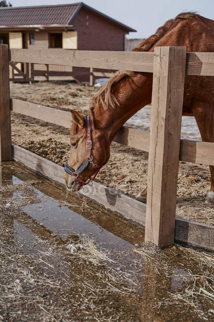 Большая коричневая лошадь с белым пятном на лбу в узде на ипподроме с деревянным забором — стоковое фото