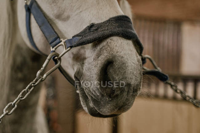 Обрезанный большой серый конь с крепкими ноздрями в цепи уздечки во дворе — стоковое фото