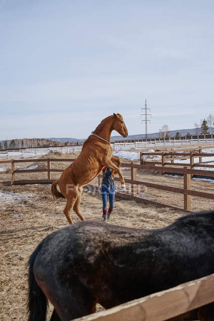 Рабочий ухаживает за коричневой лошадью на открытом дворе — стоковое фото
