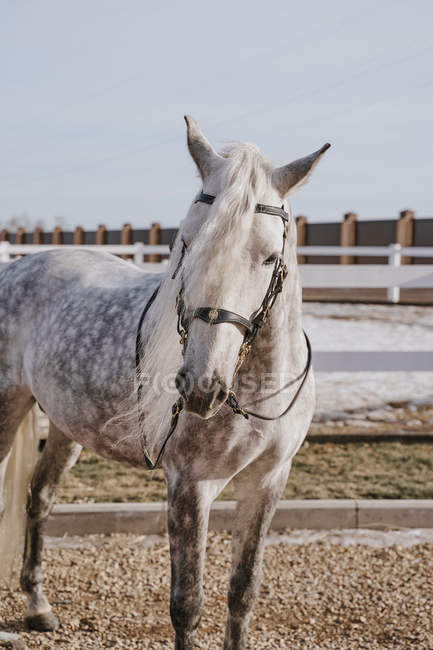 Серый конь в узде стоит снаружи на ферме — стоковое фото