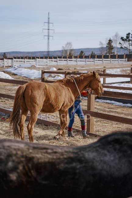 Trabajador que cuida de caballo marrón en patio abierto - foto de stock