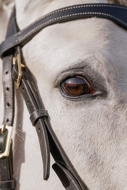 Cara de caballo gris con ojo marrón y brida, primer plano - foto de stock