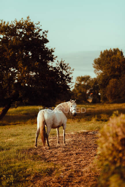 Красивая белая лошадь в поле в сельской местности — стоковое фото