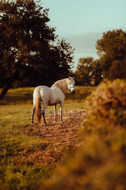 Schönes weißes Pferd im Feld auf dem Land — Stockfoto