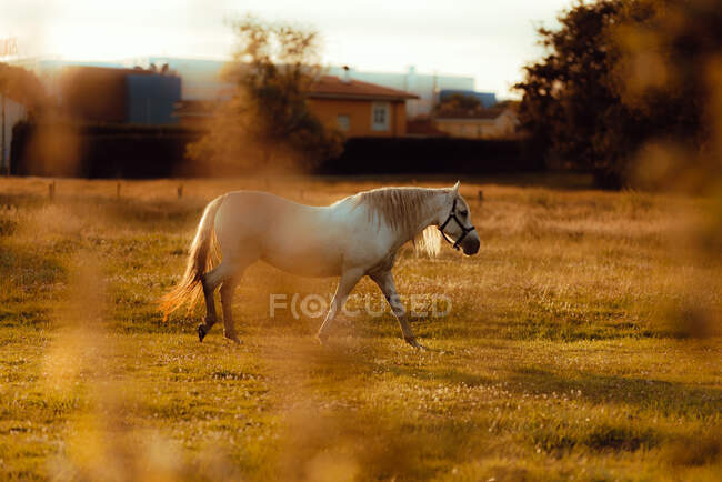 Bellissimo cavallo bianco in campo in campagna — Foto stock