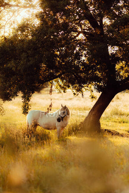 Pferd weidet auf Wiese neben Baum — Stockfoto