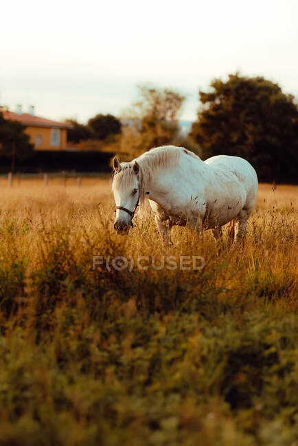 Гарний білий кінь у полі. — стокове фото