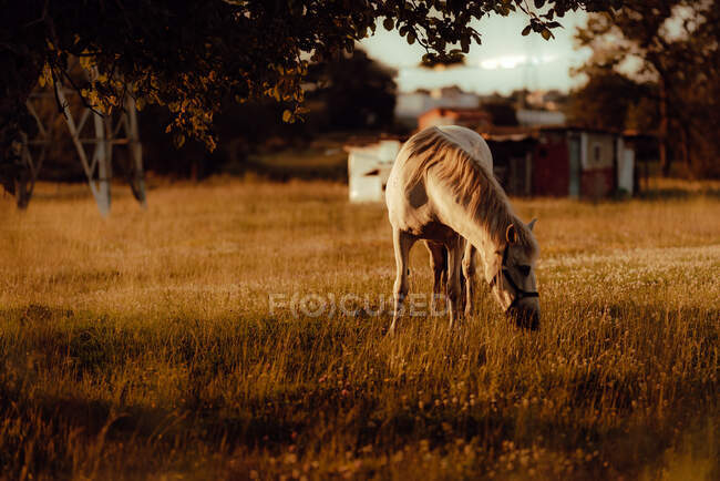 Красивий білий кінь у полі на сільській місцевості — стокове фото
