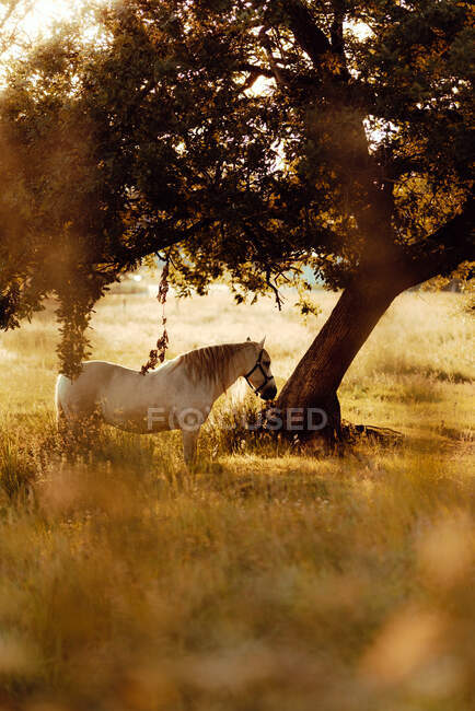 Belo cavalo branco no campo no campo — Fotografia de Stock