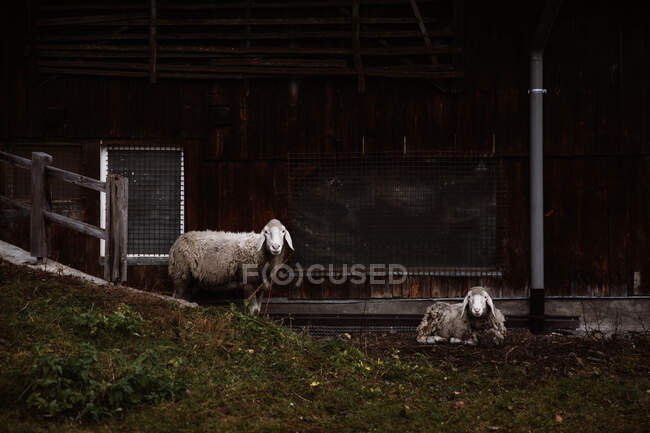 Moutons sur l'herbe — Photo de stock