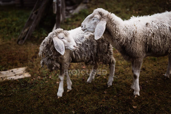 Овцы на траве — стоковое фото