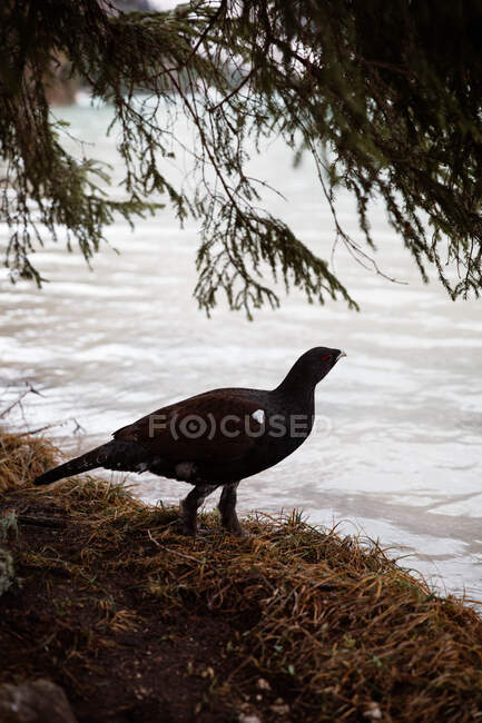 Black duck on lake in mountains — Stock Photo