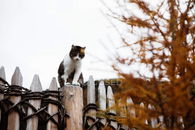 Cat sitting on fence on sunny autumn day — Stock Photo